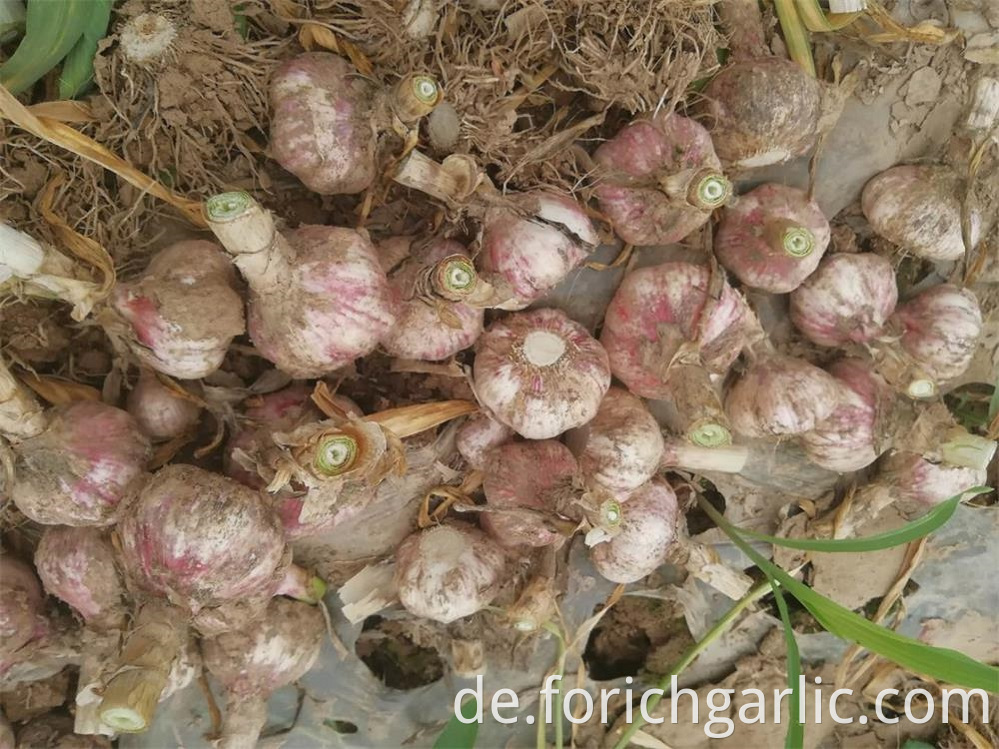 Normal White Garlic